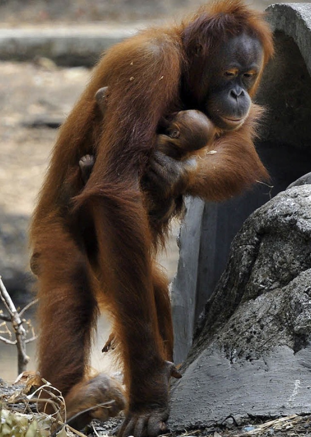 Tori mit ihrem Baby   | Foto: AFP