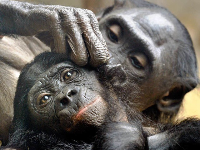 Nicht alle Affen sind gleich: Selbst beim Lausen dominieren Pflegehuptlinge.  | Foto: dpa