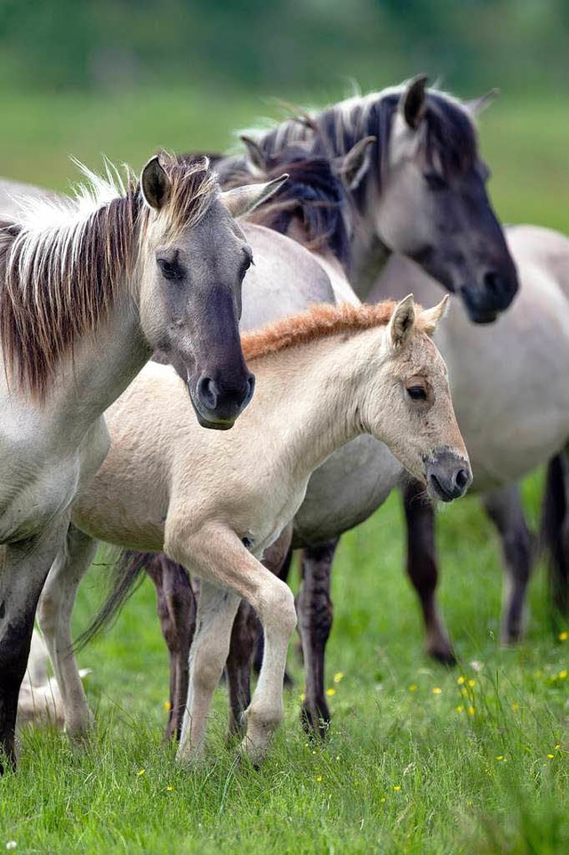 Sind Tierqulern schutzlos ausgeliefert: Pferde.  | Foto: dpa