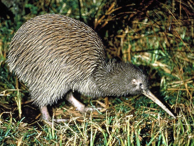 Ein echter Exot: der Kiwivogel   | Foto: bz/gms/afp