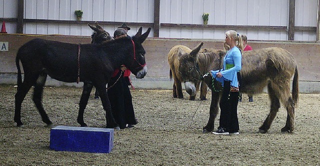 Eine Eseldressur beim Tag der offenen Stalltr.   | Foto: Irene Br