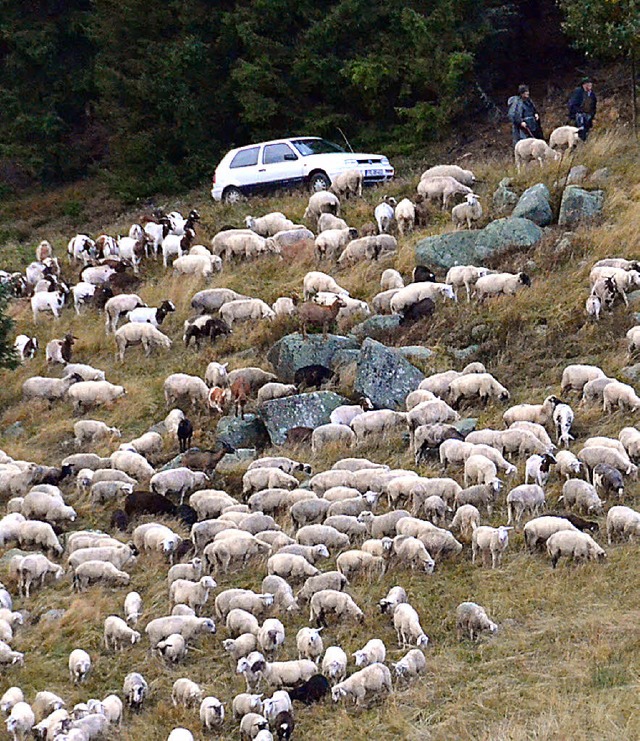 Schfer und Hunde passen auf, dass keines der vielen Tiere abhanden kommt.  | Foto: Sebastian Barthmes