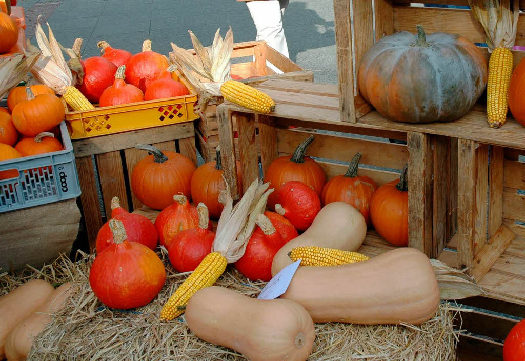 Krbisse in vielen Farben und Formen