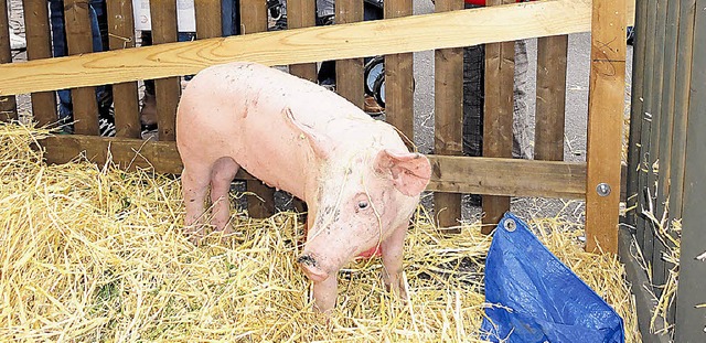 Wer hat Schwein gehabt? Traditionell g...Donaueschingen ein Ferkel zu gewinnen.  | Foto: BUTSCHLE