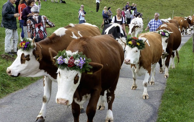 Zurck in die heimischen Stlle ging e...nder beim Viehabtrieb in Mnstertal.    | Foto: Eberhard Gross