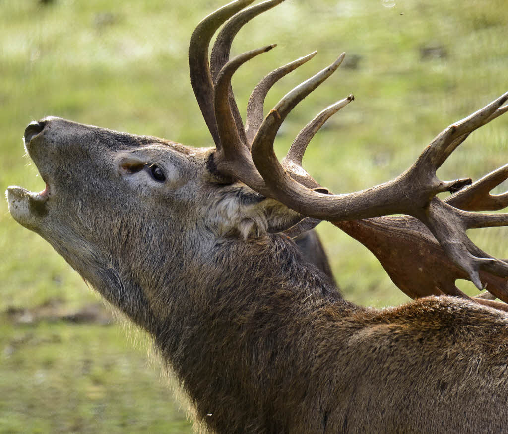 Der Hirsch als Hauptperson Häusern Badische Zeitung