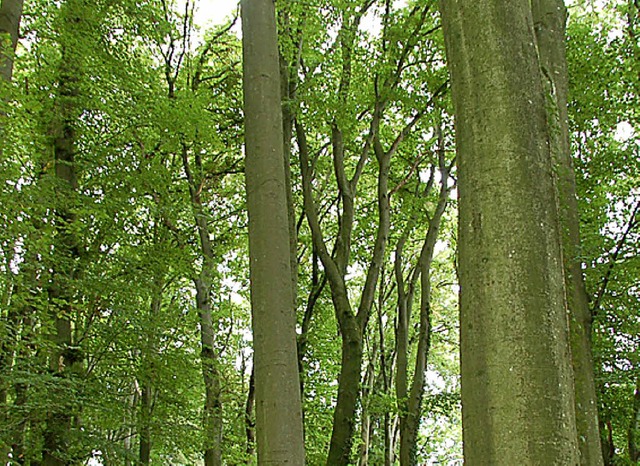 Wie alt sind diese Buchen? Wie der Fr...ums allein keinen Aufschluss darber.   | Foto: Walser