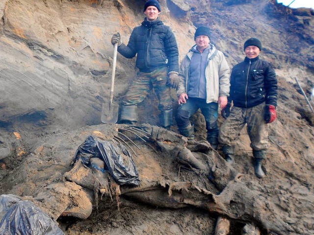 Das 30.000 Jahre alte Mammut, wird von...gen. Es ist fast vollstndig erhalten.  | Foto: dpa