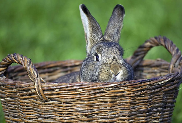 Das Kaninchen ist seit 50 Jahren der Vereinszweck der Sulzer Zchter.   | Foto: dpa