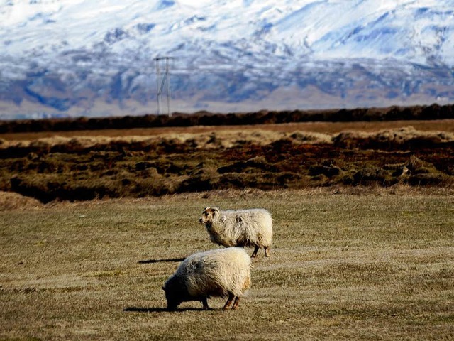 Islndische Schafe erweisen sich zher als vermutet.   | Foto: AFP