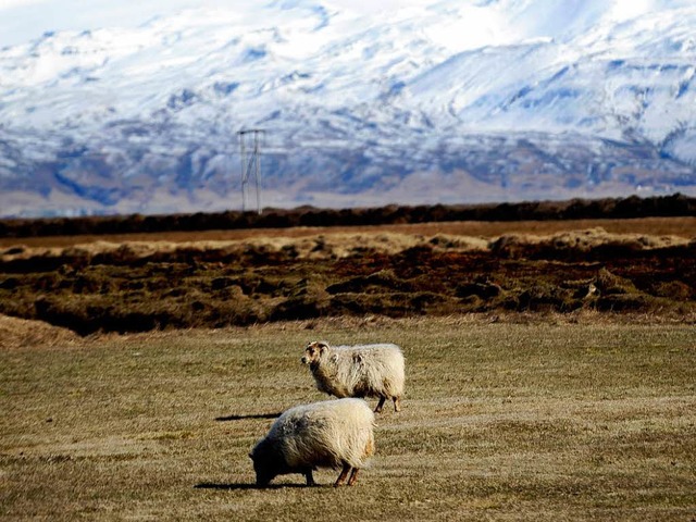 Islndische Schafe knnen lange im Schnee berleben.  | Foto: AFP ImageForum