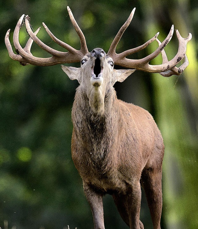 Gut gerhrt, du Hirsch!  | Foto: dapd