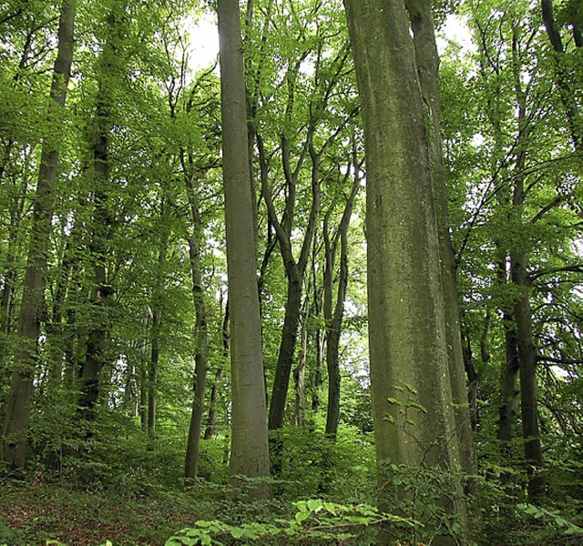 Der Wald hat unterschiedliche Funktionen.    | Foto: Walser