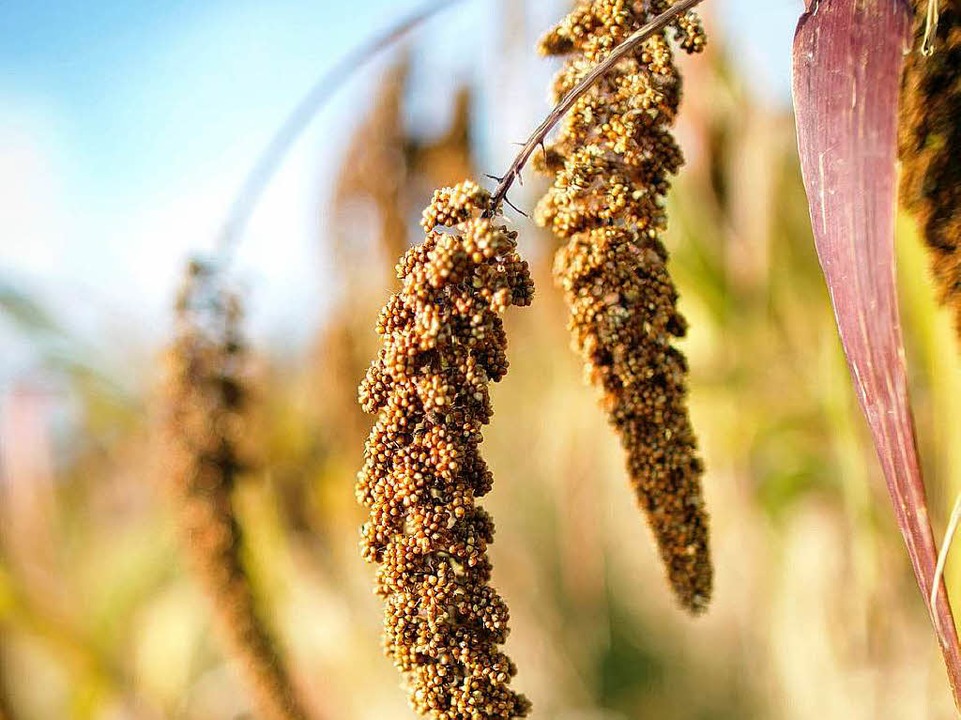 Hirse ist kein Nischenprodukt mehr.  | Foto: dpa