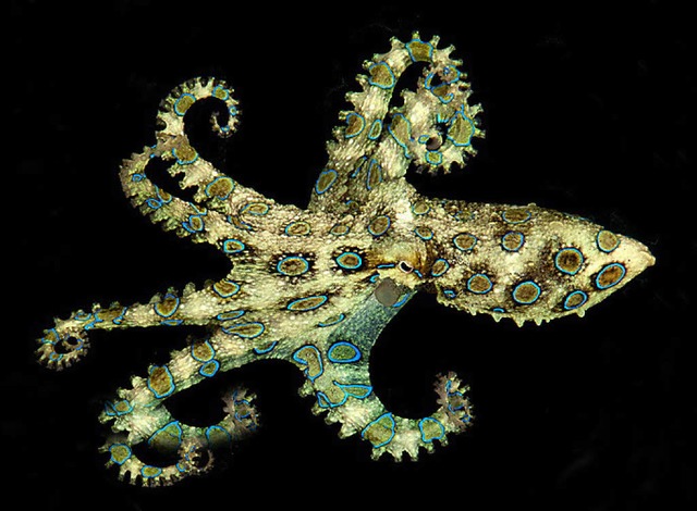 Giftig: Blauring-Oktopus  | Foto: dpa