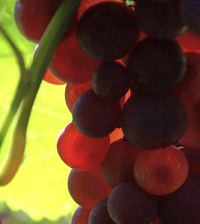 Auch wenn die Erntezeit in diesem Herb...it der Qualitt der Trauben zufrieden.  | Foto: Alexander Huber