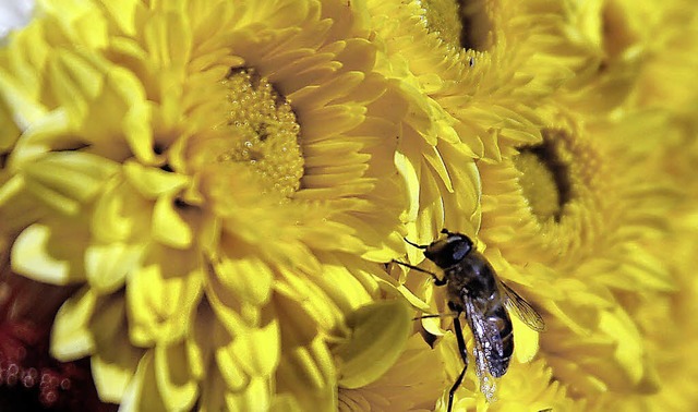 Chrysanthema in Lahr   | Foto: Foessel