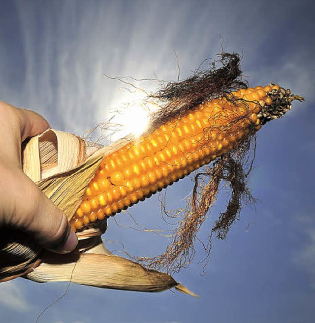 Geht die Mais-Zeit bald zu Ende?  | Foto: dpa