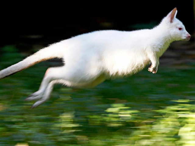 Das Albino-Knguru Nala springt durch sein Auengehege im Zoo Duisburg. (dpa)  | Foto: dpa