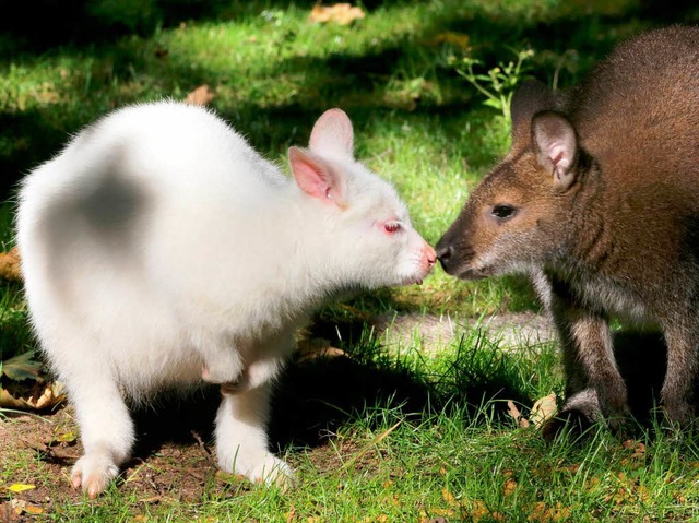 Nala (l) sitzt  in seinem Auengehege ...em normal gefrbten Artgenossen. (dpa)  | Foto: dpa