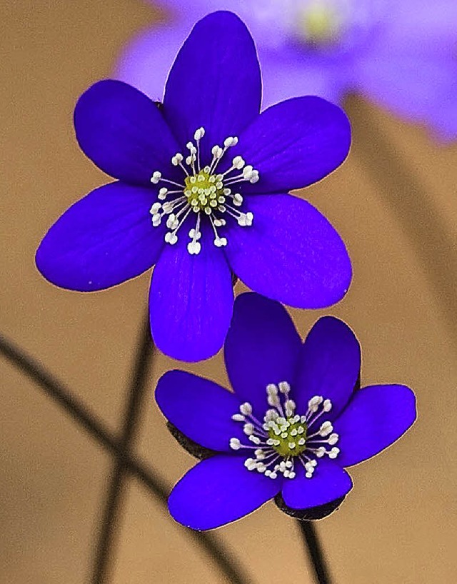 Blaues Leberblmchen  | Foto: dpa