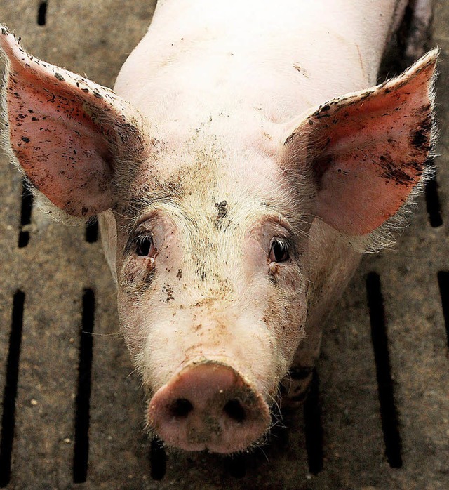 Kein Schwein haben die meisten Schwein...t und Weise, wie sie gehalten werden.   | Foto: dpa