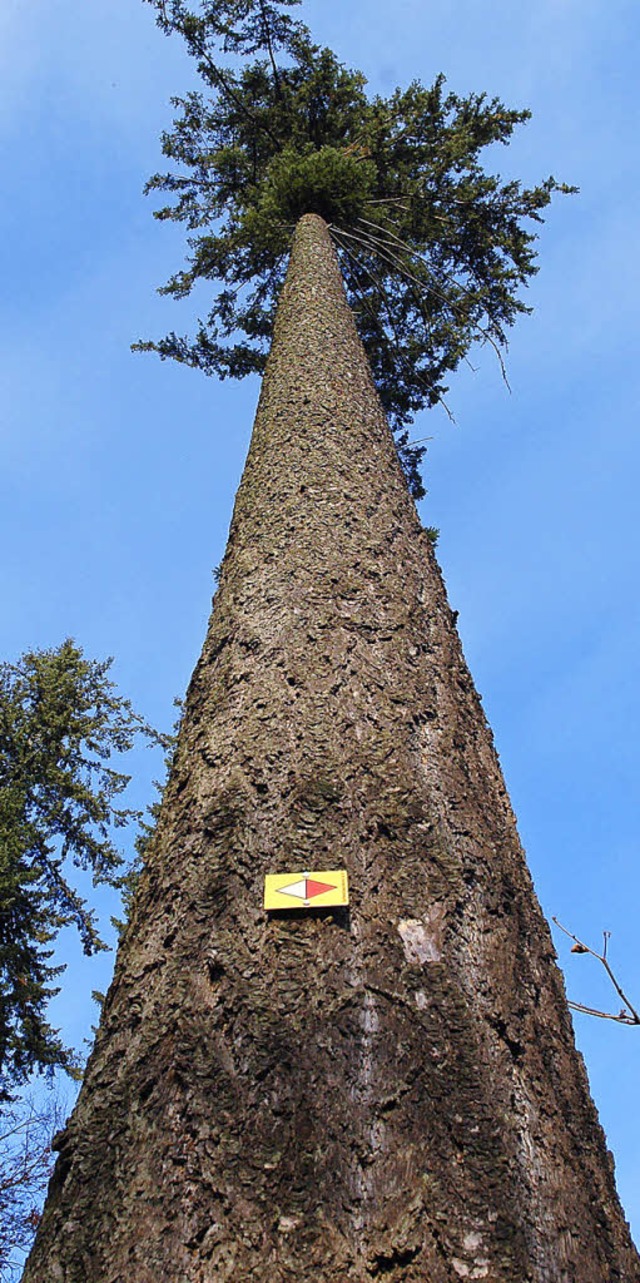 Holz ist ein wertvoller Rohstoff.   | Foto: Dauenhauer