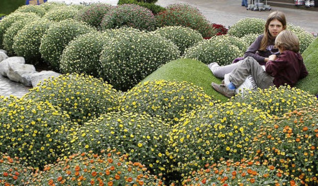 Die Vorbereitungen auf die Chrysanthem...die Bltenpracht kann sich entfalten.   | Foto: Christoph Breithaupt