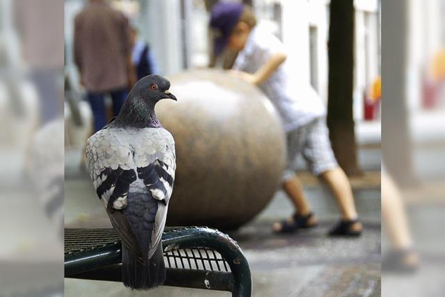 Streit ums Taubenfüttern in der Stadt