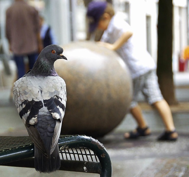 Tauben fttern ist in Offenburg verboten.   | Foto: Seller