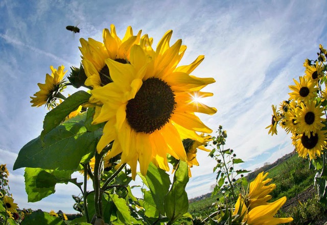 Die Bienchen summen, die Sonnenblumen ...st in Sdbaden aussehen? (Symbolbild).  | Foto: dpa