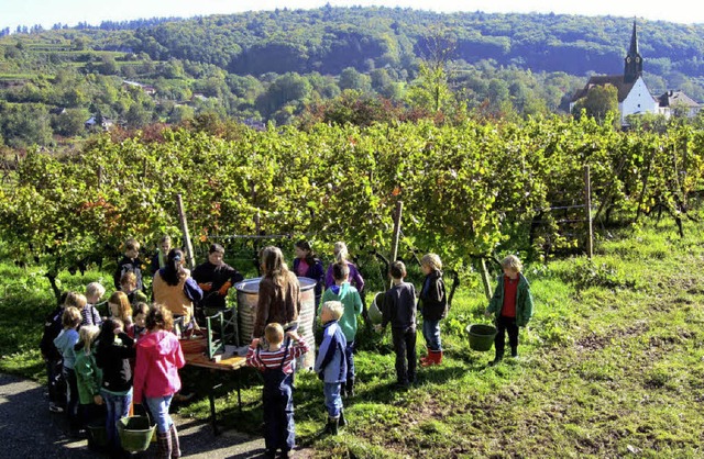 Herbsteinsatz der Viertklssler in Nor... vor der Lese wren durchaus hilfreich.  | Foto: Reiner Merz