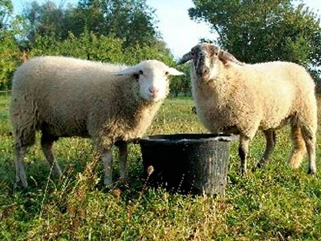 Geschlachtet und ausgeweidet: Die Schafe Heidi und Maya  | Foto: Tamara Bee