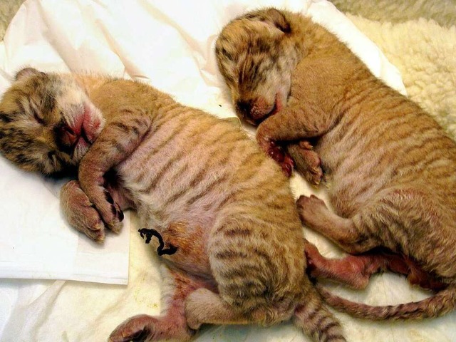 Zwei Liger-Babys deren Eltern ein Lwe...es nur zehn von den Liger-Mischlingen.  | Foto: AFP