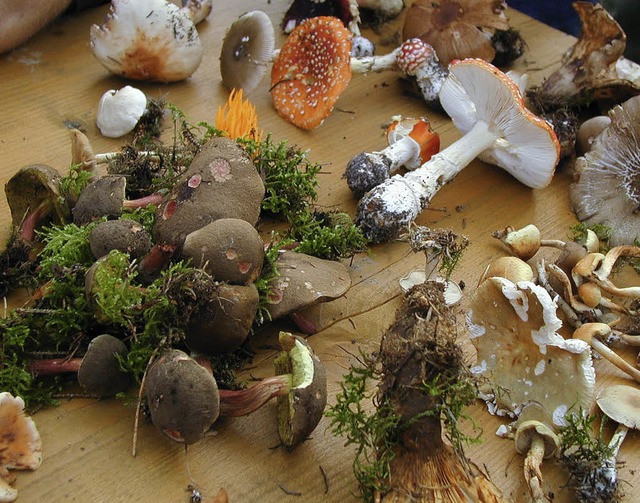 Artenvielfalt prsentiert bei einem Pilzseminar.  | Foto: Jutta Binner-Schwarz
