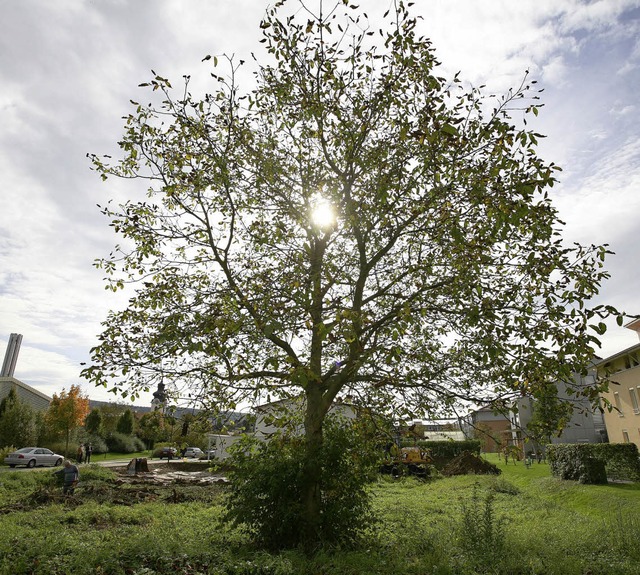 Ein letztes Nussbaumfoto  | Foto: bnh