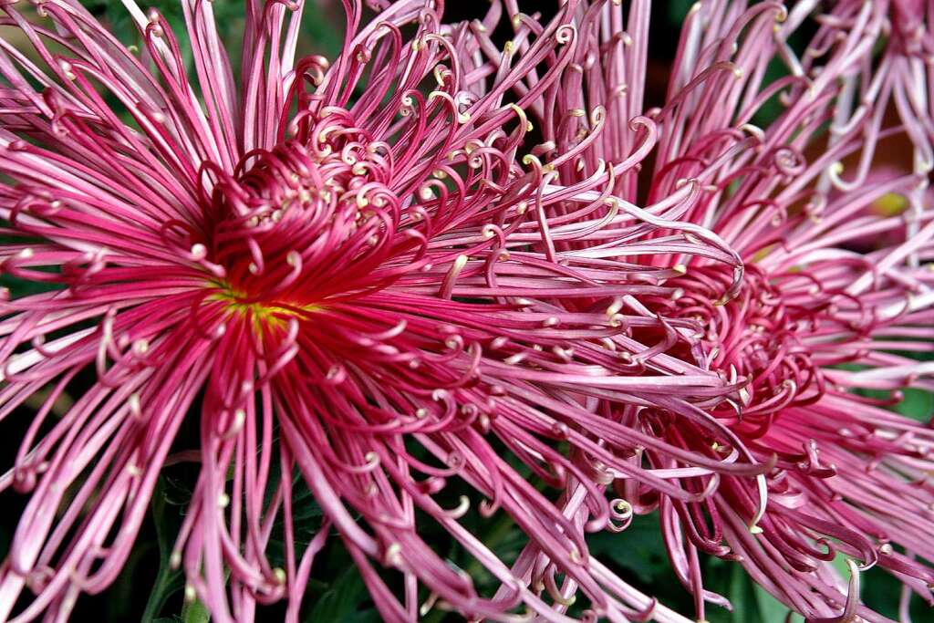 Impressionen vom Erffnungswochenende der Chrysanthema