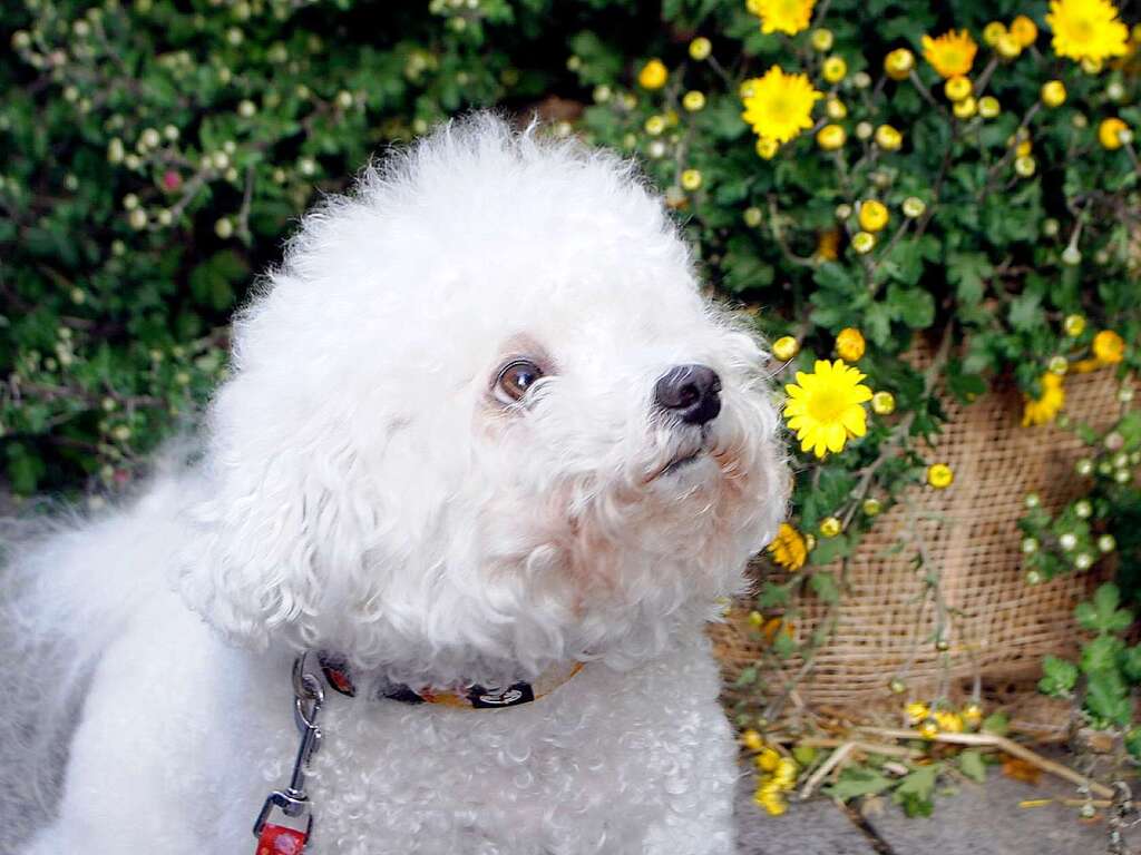 Impressionen vom Erffnungswochenende der Chrysanthema