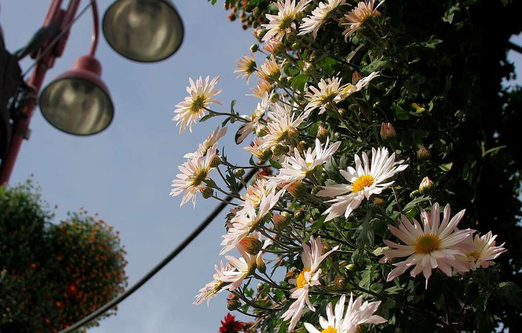 Impressionen vom Erffnungswochenende der Chrysanthema
