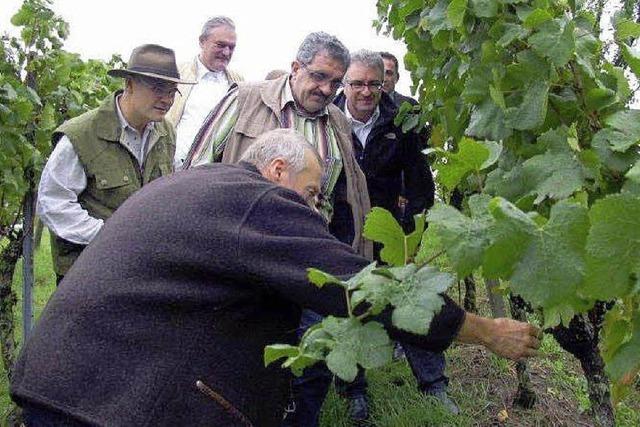 Klares Bekenntnis zum Anbaustopp im Weinbau