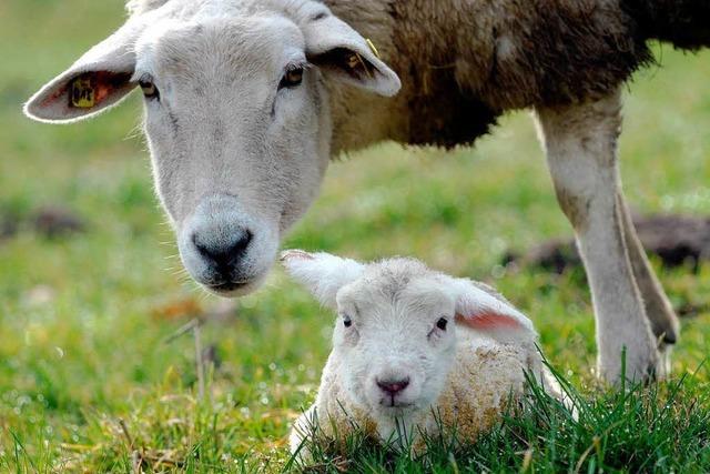 Lammfleisch ist als heimisches Produkt im Kommen