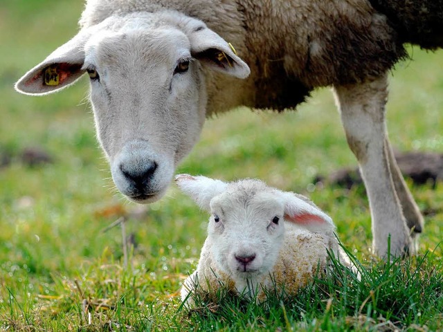 Zur Weidegemeinschaft Bad Peterstal-Griesbach zhlen inzwischen auch 90 Schafe.   | Foto: dpa