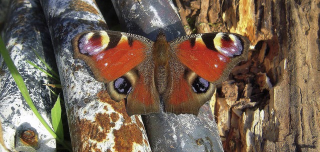 Die wrmenden Sonnenstrahlen des &quot...Farbenpracht, wie das bunte Herbstlaub  | Foto: Markus Zimmermann