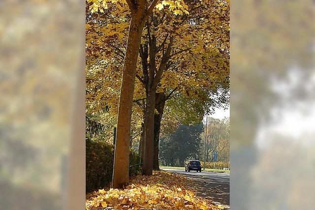 IG Zollfreie will beim Lrmschutz die Bume erhalten