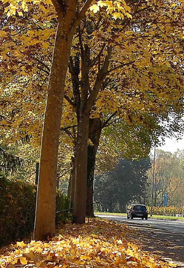 Es ist wieder Herbst und der Lrmschut...ie Zukunft der Bume sind noch offen.   | Foto: Archivfoto: N. Trenz