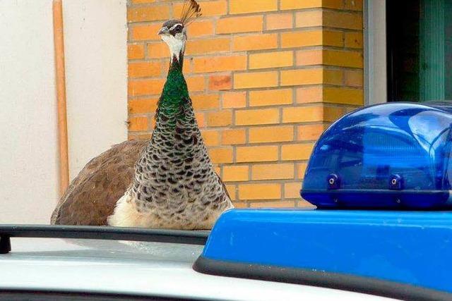 Wenn Tiere sich verlaufen