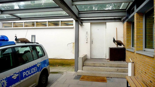 Die vier Tiere machten sich auf dem ga...e in aller Ruhe zurck in ihr Gehege.   | Foto: dpa