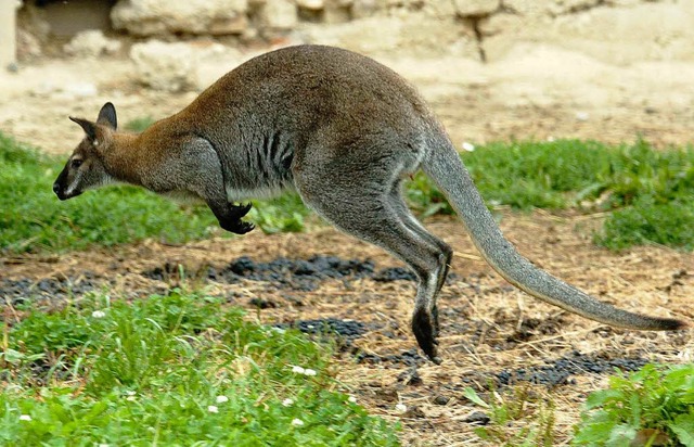 Ein Knguru aus Australien hatte sich ... landete im Parkhaus eines Flughafens.  | Foto: dpa/dpaweb