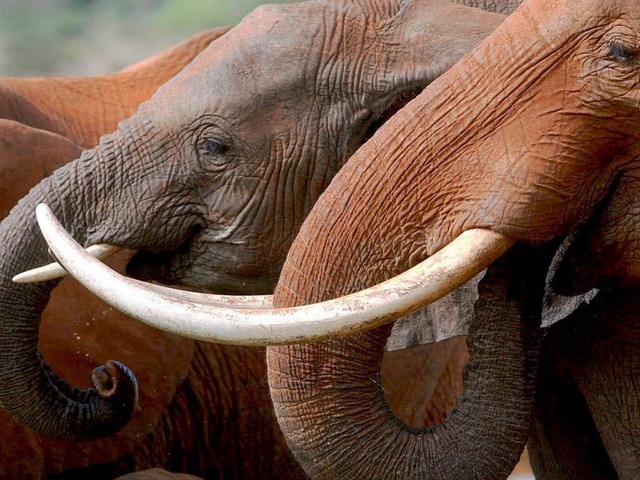 Die Stozhne der Elefanten sind beson...lfenbein gewonnen und teuer verkauft.   | Foto: dpa