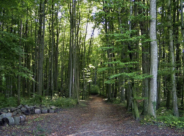 Hertinger Wald  | Foto: Jutta Schtz